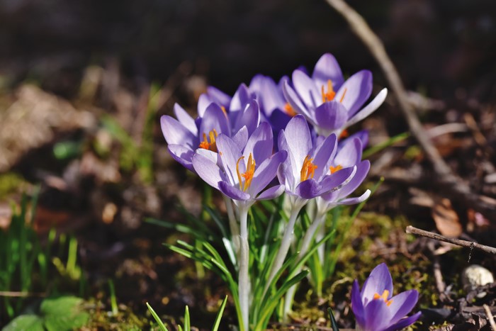 Purple Crocuses in Sunlight