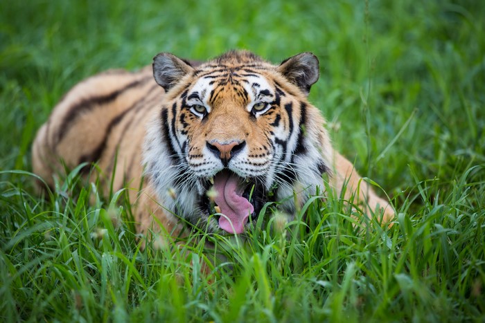 Tiger lying in green grass with tongue out