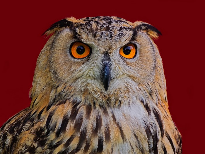 Eurasian Eagle-Owl with orange eyes