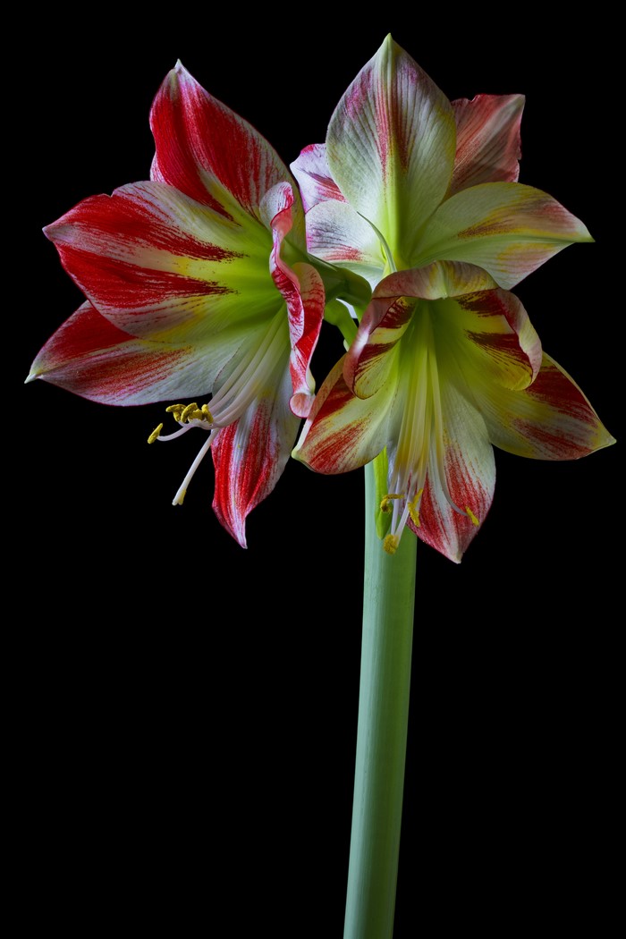 4K Amaryllis Closeup on Black Background