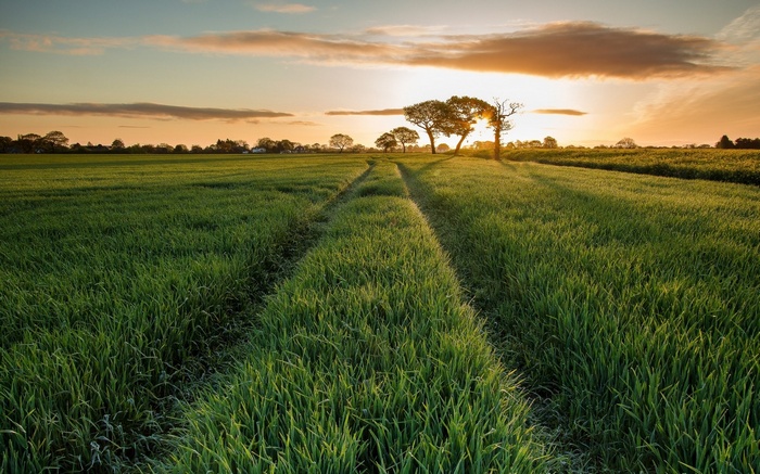 Sunset over a green field with tire tracks