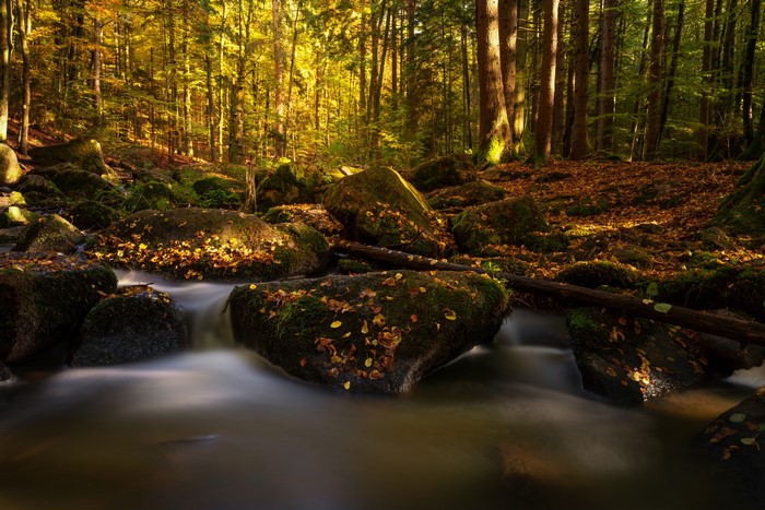 Autumn forest stream with mossy stones and foliage