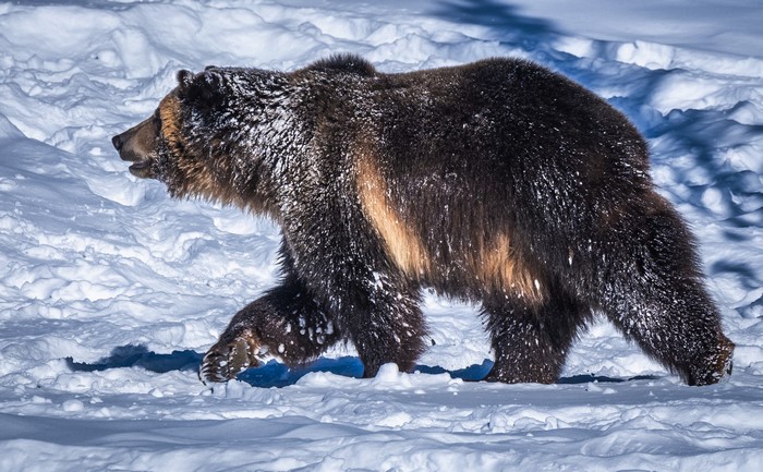 Brown Bear Walking in Snow