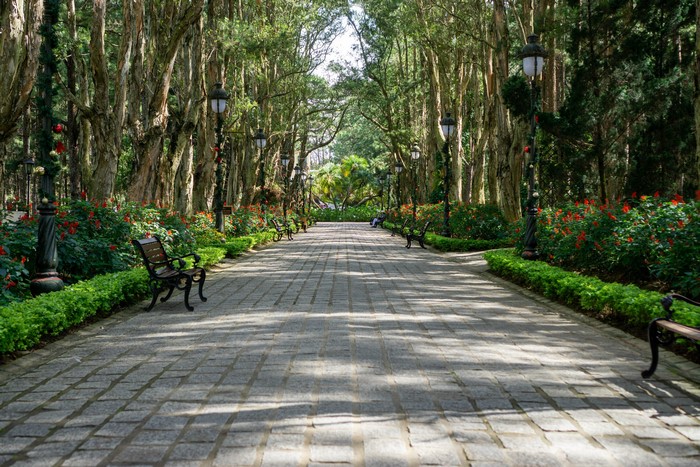 Park Avenue with Benches and Trees in Da Lat, Vietnam