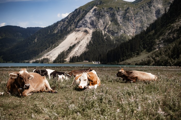 Cows lying in a field in the Austrian Alps