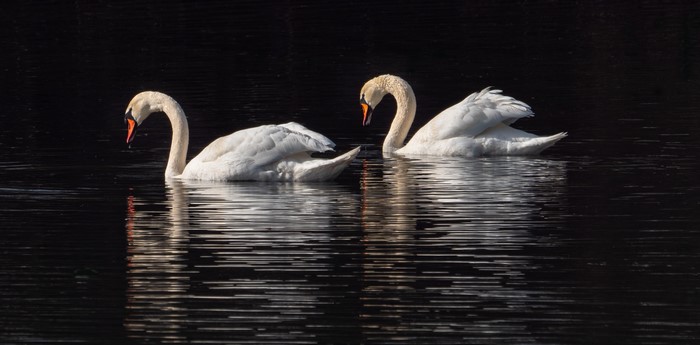 Two swans swimming in dark water