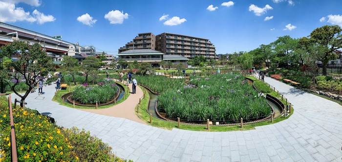Horikiri Iris Garden in Tokyo, Japan