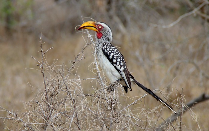 Yellow-billed Hornbill perched on dry branches