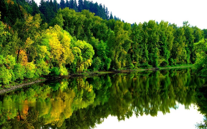 River reflecting a dense forest with autumn colors
