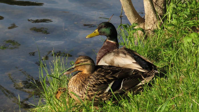 Two Ducks by the Water