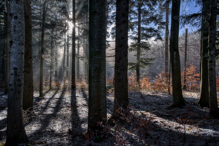 Sunlight filtering through trees in a forest