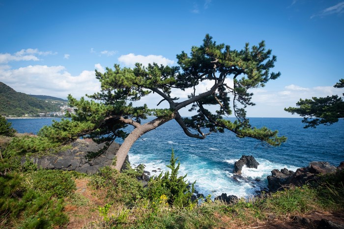 Jogasaki Coast, Japan with Pine Tree