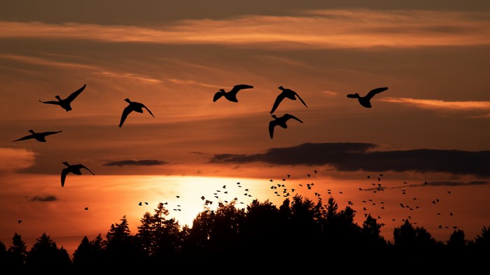 4K Sunset Silhouettes of Birds in Canada
