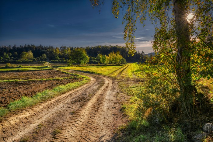 Dirt road through fields with trees
