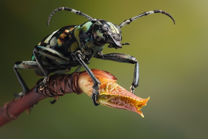 Acronia beetle on a branch