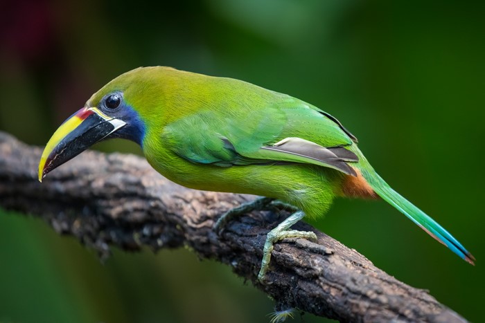 Emerald Toucanet perched on a branch