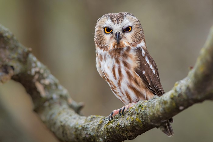 4K Northern Saw-whet Owl on a Branch