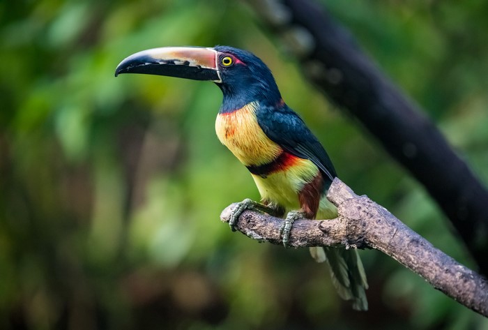 Collared Aracari Toucan Bird