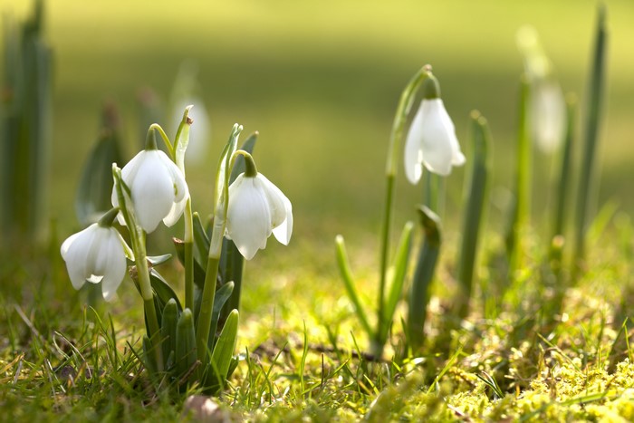 Snowdrops in Spring with Bokeh