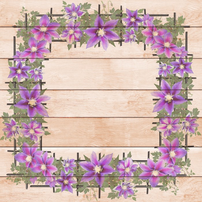 Purple Clematis Flowers on Wood Planks