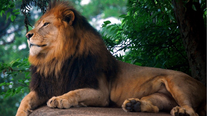 Lion resting on a rock with trees in the background