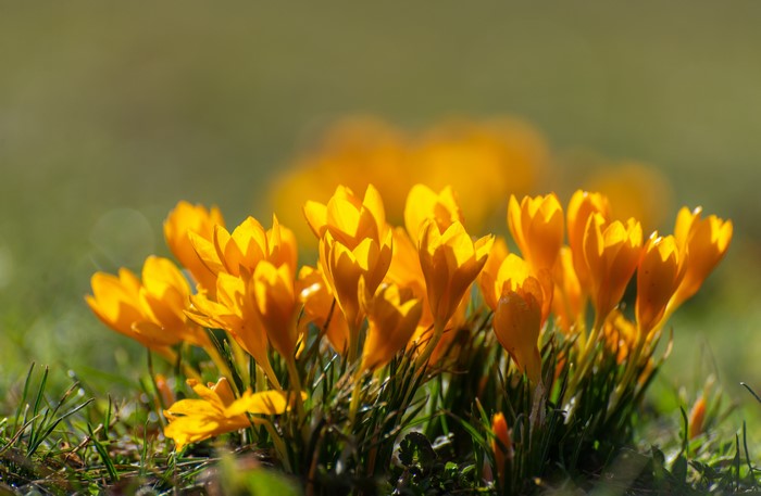 Yellow Crocuses in Spring with Bokeh