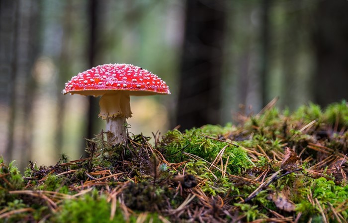 Amanita muscaria mushroom in a forest
