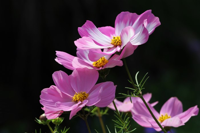 Pink and white cosmos flowers with yellow centers