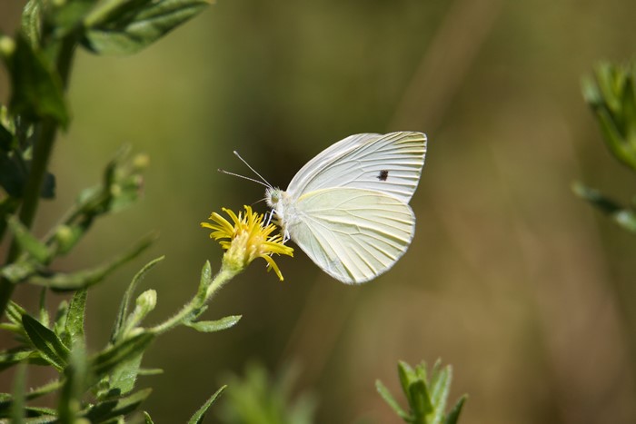White butterfly on a yellow flower