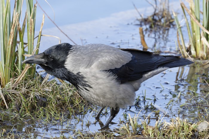 Grey Crow standing in shallow water with reeds