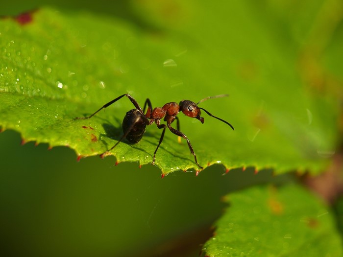 Closeup of an ant on a green leaf