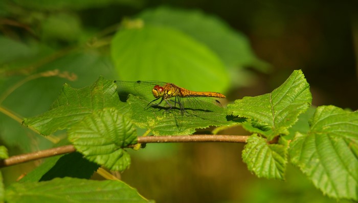 Dragonfly resting on a green leaf