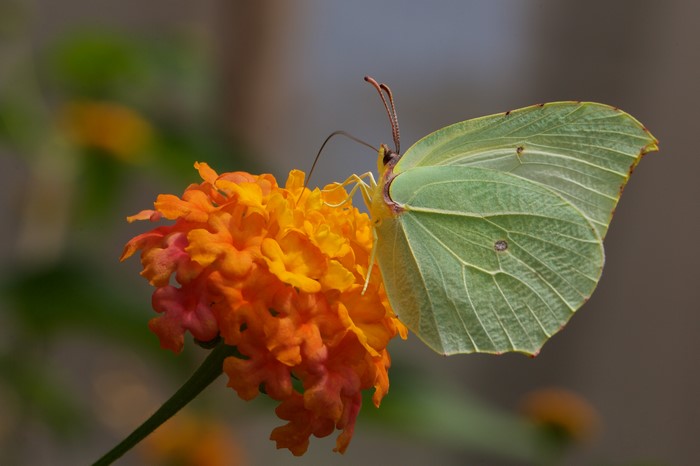 4K Butterfly on Orange Flower