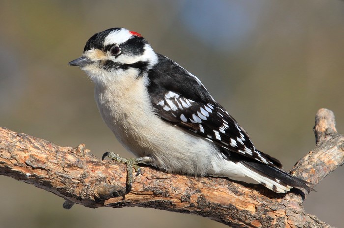Downy Woodpecker on a Branch