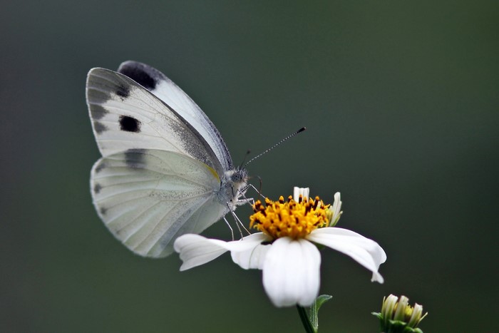 Large White Butterfly on a White Flower