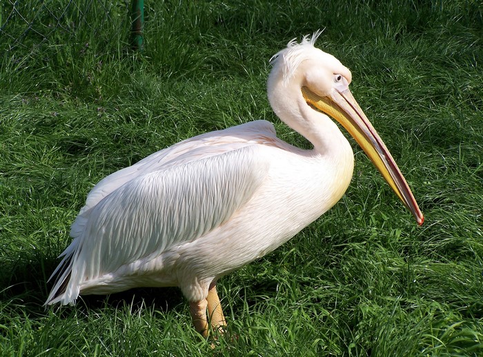 White pelican standing on green grass