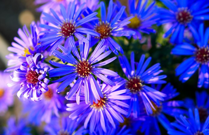 4K Closeup of Blue Asters