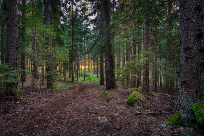 Forest path with spruce trees and mossy rocks