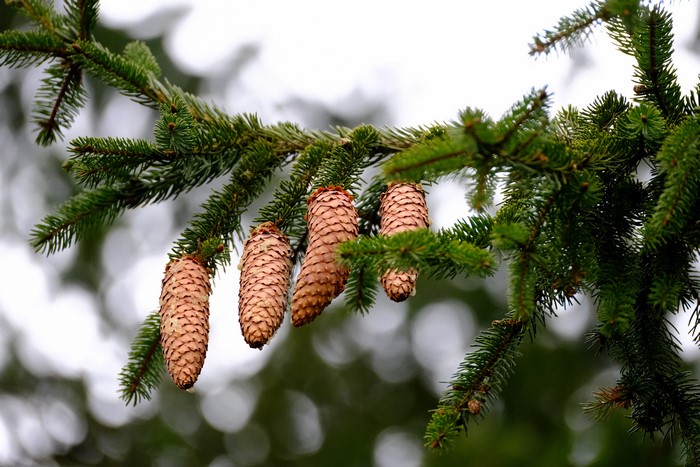 Pine cones on a spruce branch
