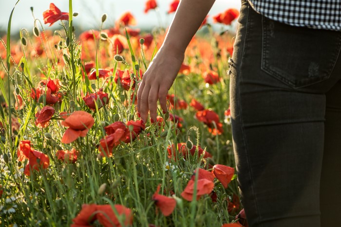 Hand touching poppies in a field