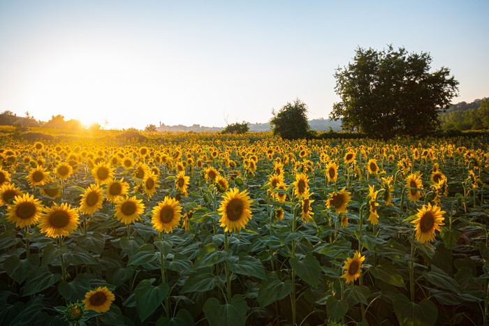 Sunflowers at Sunset