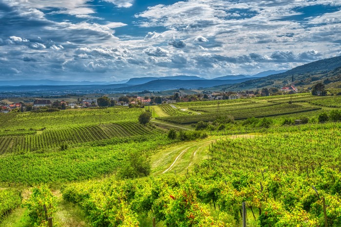 Vineyard in Gumpoldskirchen, Austria with Alps and Clouds