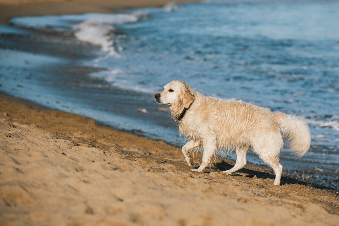 Golden Retriever dog walking on a sandy beach