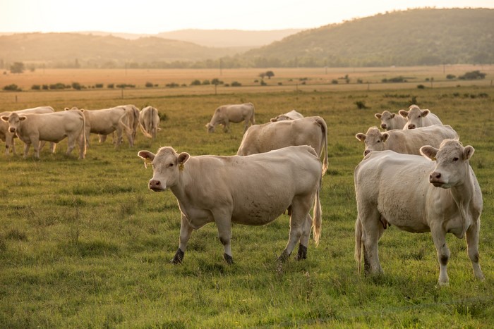 Cows grazing in a grassy field at sunrise