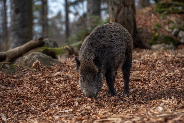 Wild boar in autumn forest