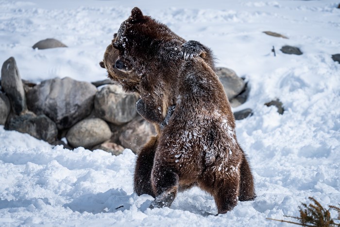 Two brown bears fighting in the snow