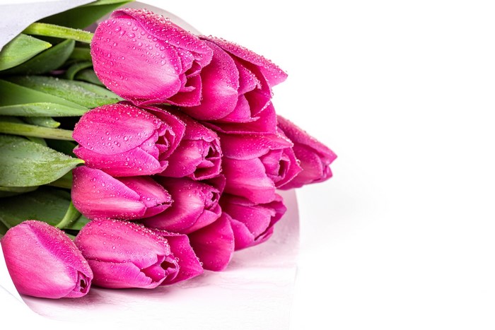 Pink Tulips with Water Drops on White Background