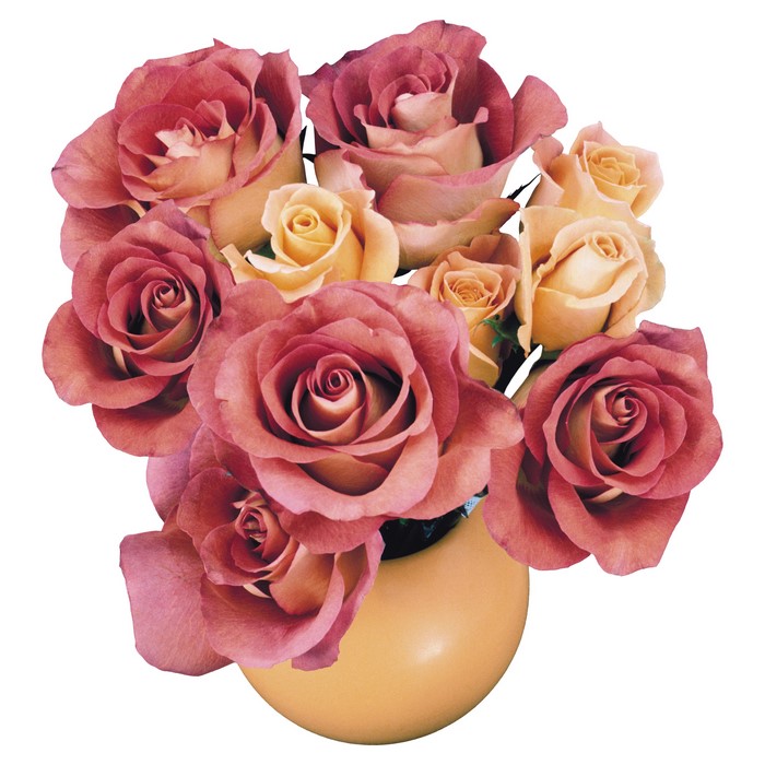 Roses in a vase