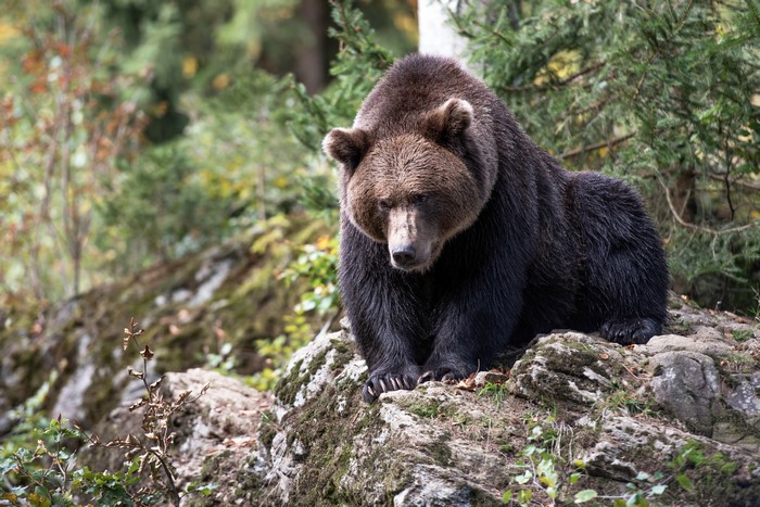 Brown Bear Sitting on Mossy Rocks