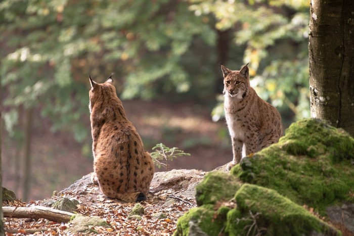 Two lynx sitting on mossy rocks in a forest